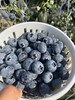 新鲜水果 酸甜可口云南蓝莓26+  1框 （带框2.5斤左右）周四发货 商品缩略图7