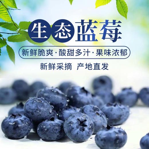 佛系的蓝莓 “莓”有烦恼只剩甜，日子简单才快活 商品图0