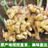 云南文山有机带泥鲜姜 500g/盒云南有机鲜小黄姜一件 包邮 商品缩略图3