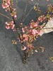 精品花材国产粉/白色樱花一扎 商品缩略图2