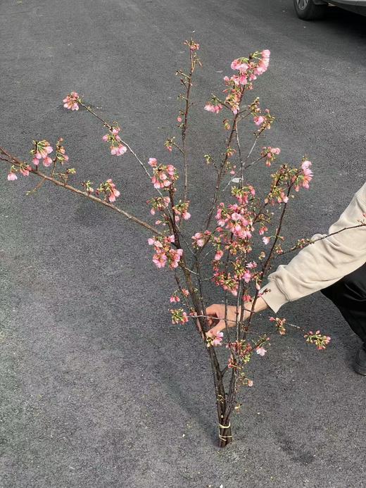 精品花材国产粉/白色樱花一扎 商品图1
