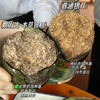 【2罐送2盒银耳伴侣（14袋）  4罐送1罐+2盒银耳伴侣（14袋）】【本草银耳】 花了8个月 用心定制 升级规格、品质，双富硒  双有机认证 源头厂家 姚淑先 ~湖州仓 商品缩略图8