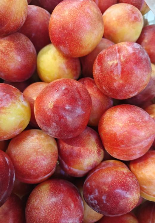 【预售】珠宝李/太阳李 肉质松脆爽口，一口下去汁水丰盈，满满的李子清香。 商品图2