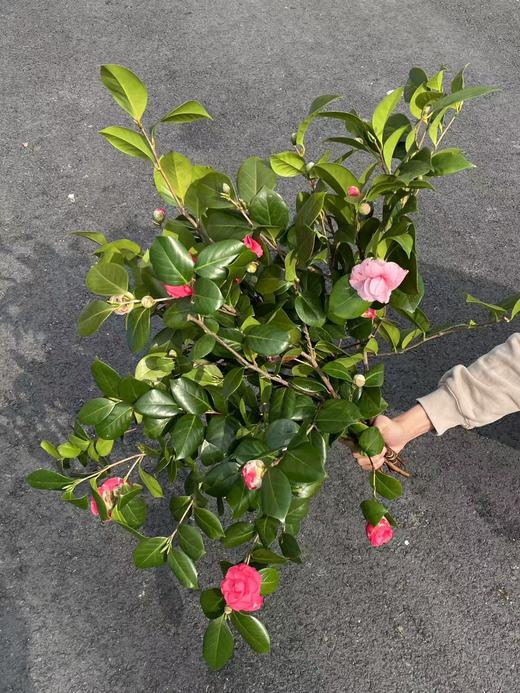 山茶花鲜切花一扎玫红色粉色 商品图9
