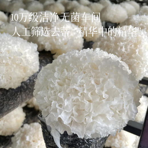 【2罐送2盒银耳伴侣（14袋）  4罐送1罐+2盒银耳伴侣（14袋）】【本草银耳】 花了8个月 用心定制 升级规格、品质，双富硒  双有机认证 源头厂家 姚淑先 ~湖州仓 商品图3