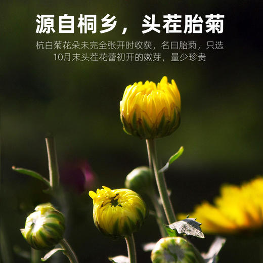 杞里香胎菊 商品图4