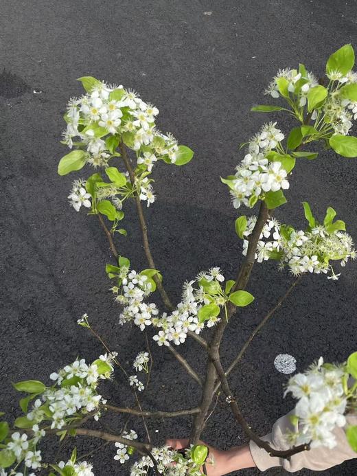 白色梨花花枝条鲜切花2-3支 商品图7