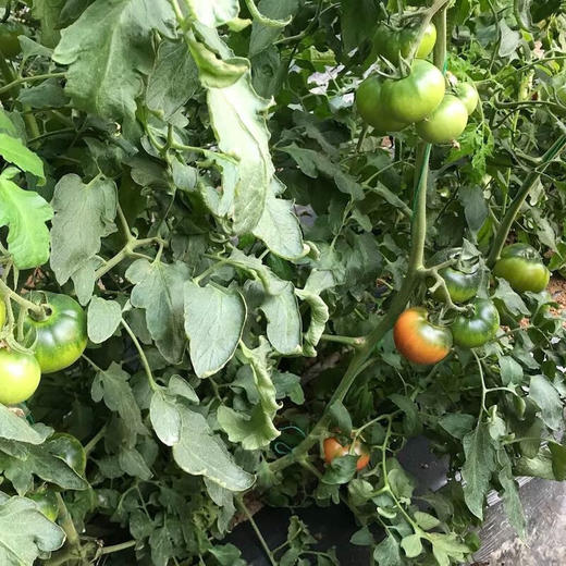 山东草莓西红柿4.5斤礼盒装【分仓直发，72小时发货，周末节假日不发货】 商品图2