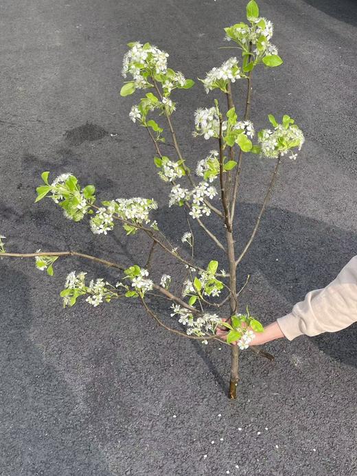 白色梨花花枝条鲜切花2-3支 商品图2