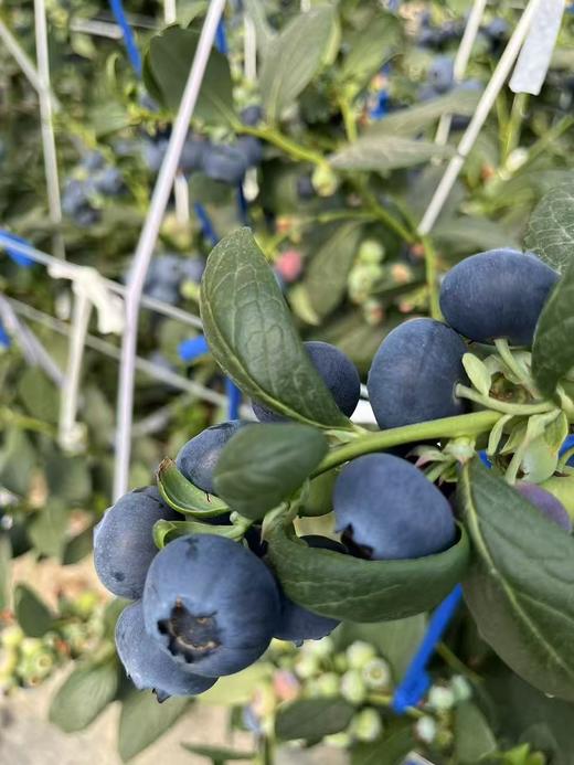 新鲜水果 酸甜可口云南蓝莓26+  1框 （带框2.5斤左右）周四发货 商品图4