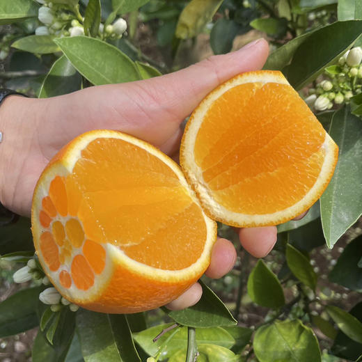秭归【伦晚帝王橙】饱满多汁 香甜爽口 现摘现发 新鲜直达！ 商品图2