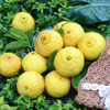 疯抢中！！【荣获农博会金奖】【洪江纯正黄金贡柚】清甜无酸 果粒分明 维C卫士老少皆宜 5斤/10斤/送手提彩箱装 商品缩略图8