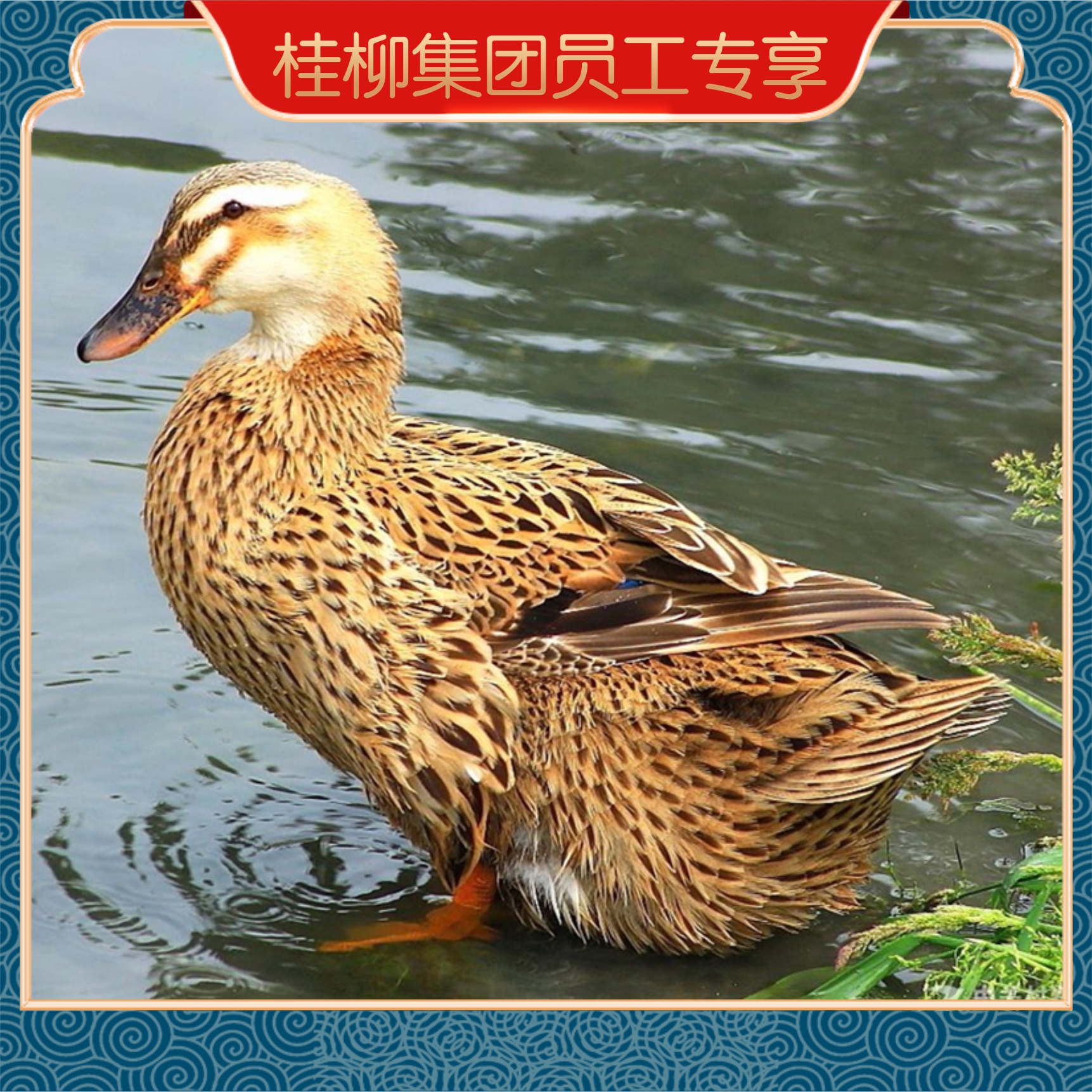 【员工专享】桂柳~麻鸭