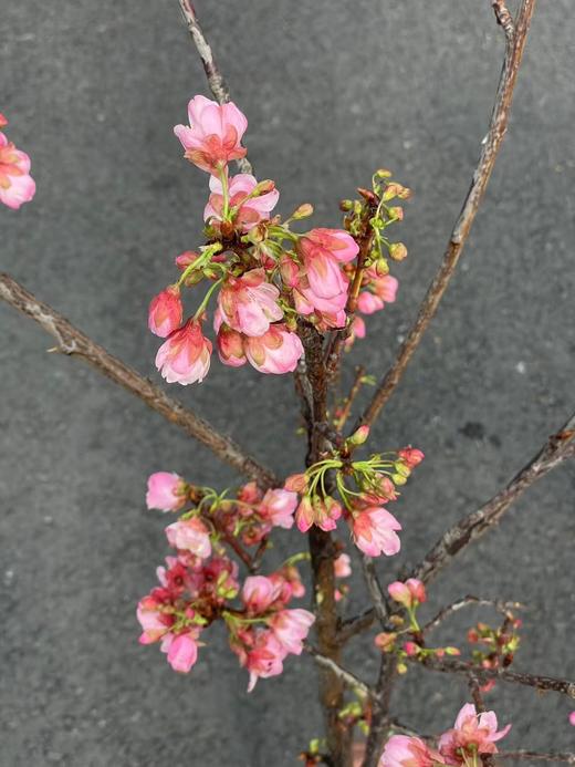 精品花材国产粉/白色樱花一扎 商品图6