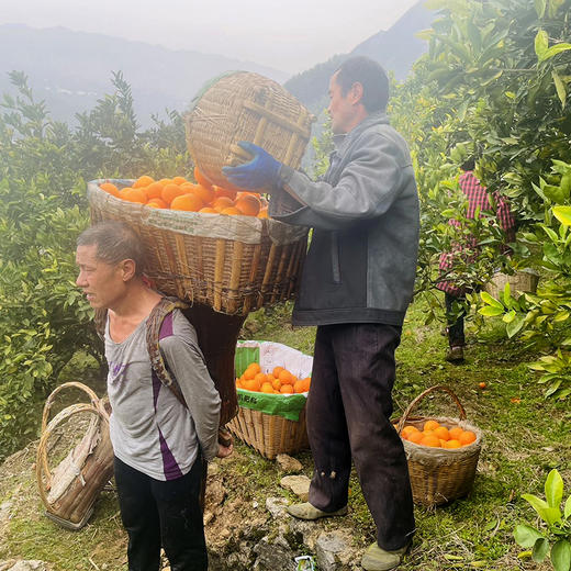 秭归【伦晚帝王橙】饱满多汁 香甜爽口 现摘现发 新鲜直达！ 商品图6