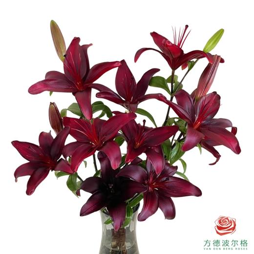 百合-黑宝石 商品图0