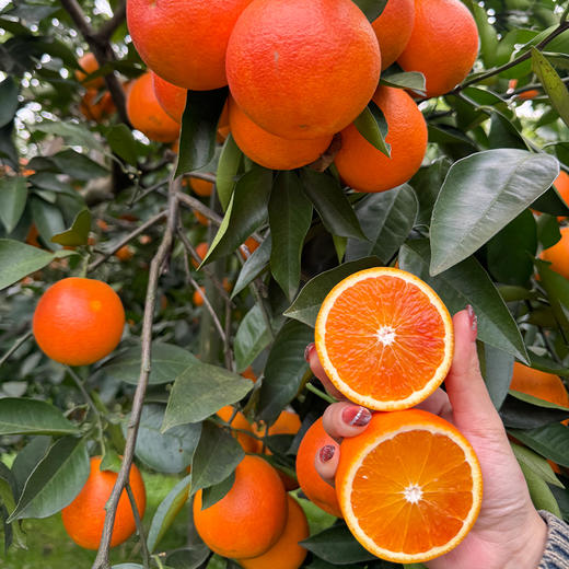 新鲜水果 重庆奉节玫瑰香橙果径65mm以上  3斤 商品图3