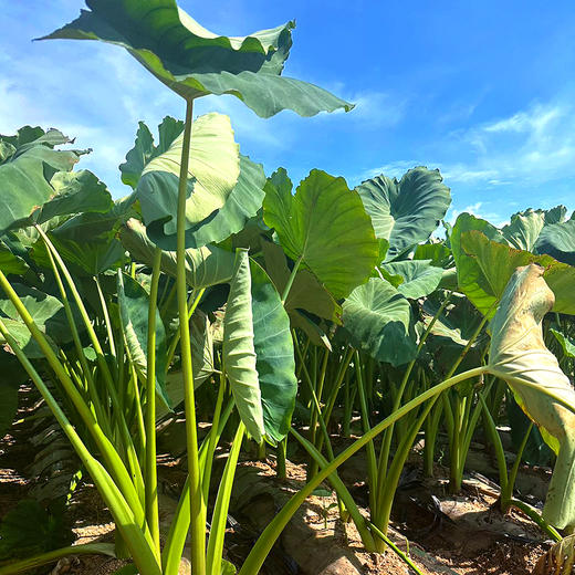 『沂蒙山牛奶小芋头』软糯粉香，细腻滑嫩，芋肉乳白 商品图9