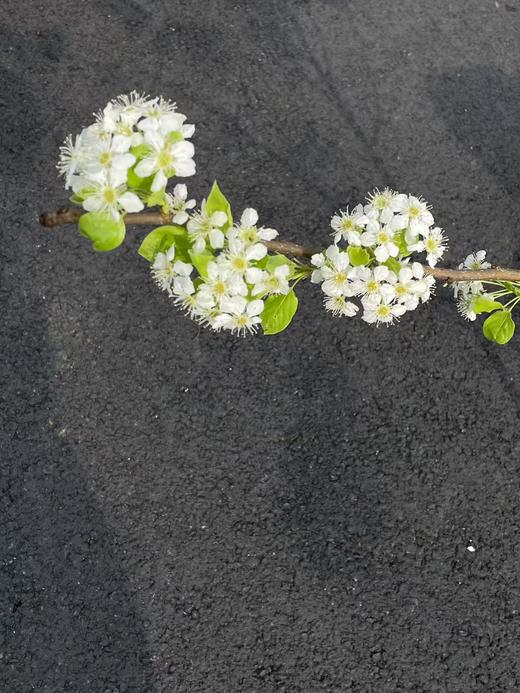 白色梨花花枝条鲜切花2-3支 商品图3