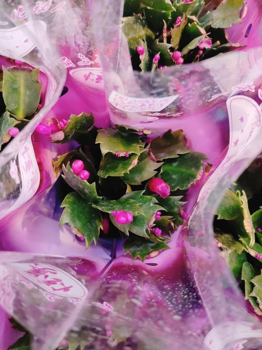 蟹爪连一盆 商品图1