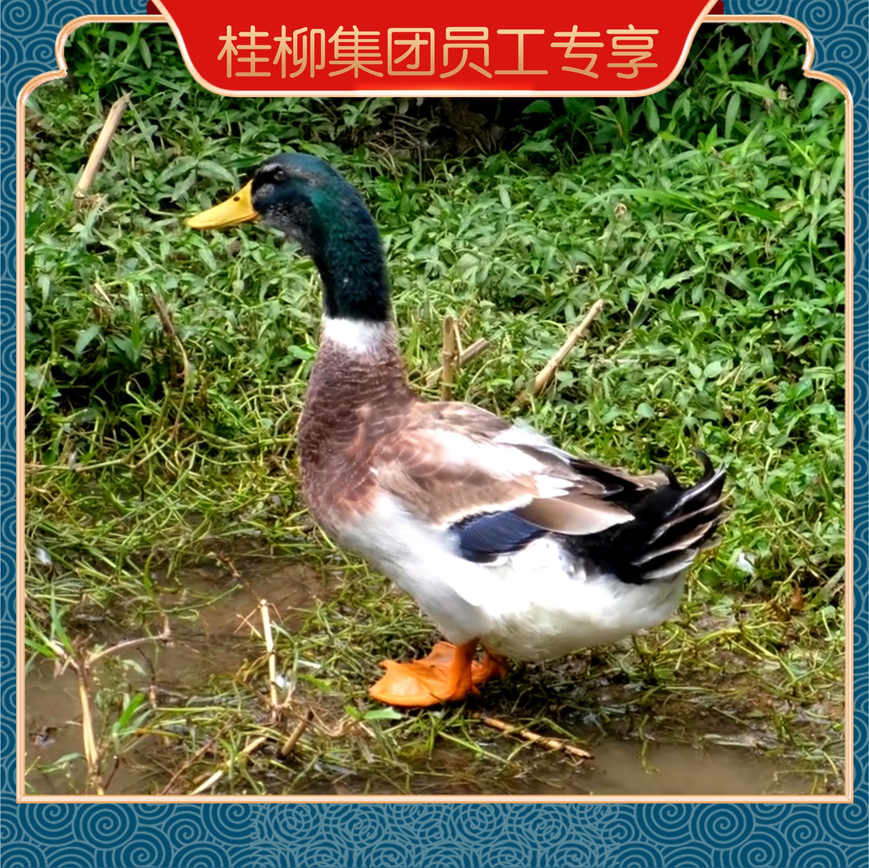 【员工专享】桂柳~绿头鸭