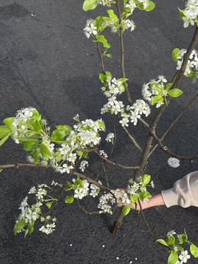 白色梨花花枝条鲜切花2-3支