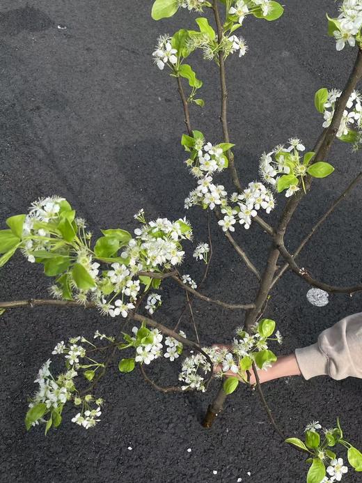 白色梨花花枝条鲜切花2-3支 商品图0