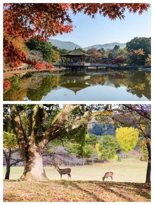 北京领区日本单次/三年签证免资产全国收.VIP-专业顾问1对1服务信息保密 商品图5