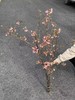 精品花材国产粉/白色樱花一扎 商品缩略图4