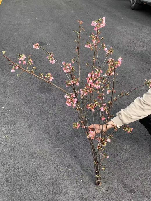 精品花材国产粉/白色樱花一扎 商品图4