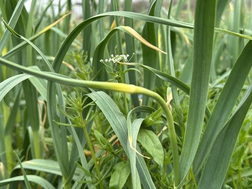 自产/有机方式种植 蒜苔 商品图3