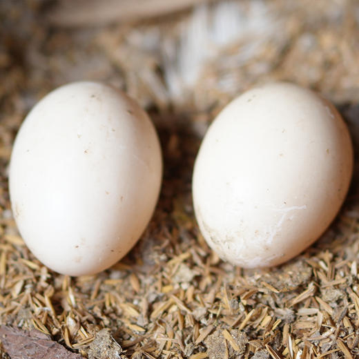 郧阳青山土母鸡 1只 +凤凰沟咸鸭蛋10枚（母鸡杀完净重2.2-2.5斤左右 ，1年以上）周五发货 商品图1