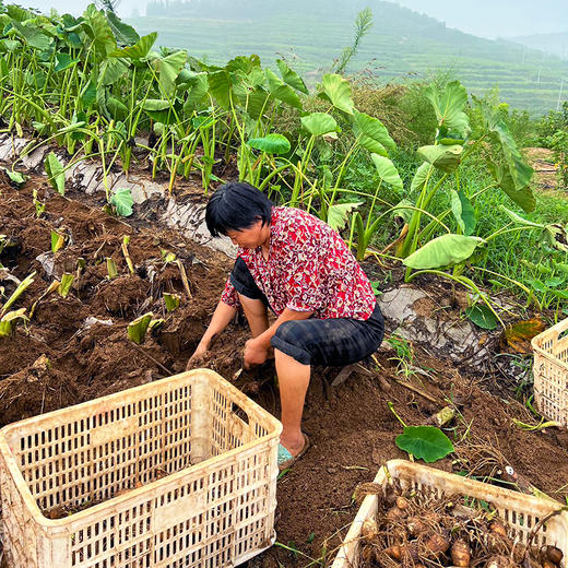 『沂蒙山牛奶小芋头』软糯粉香，细腻滑嫩，芋肉乳白 商品图7