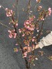 精品花材国产粉/白色樱花一扎 商品缩略图0