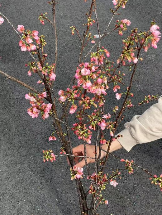 精品花材国产粉/白色樱花一扎 商品图0