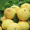 疯抢中！！【荣获农博会金奖】【洪江纯正黄金贡柚】清甜无酸 果粒分明 维C卫士老少皆宜 5斤/10斤/送手提彩箱装 商品缩略图2