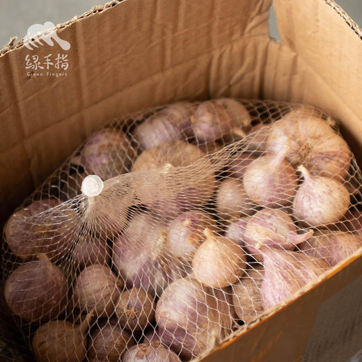 生态小红蒜（半干蒜）| 合作生产*Eco purple garlic | Partner Production 商品图2