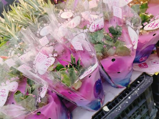 蟹爪连一盆 商品图0