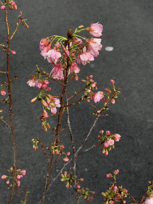 精品花材国产粉/白色樱花一扎 商品图5