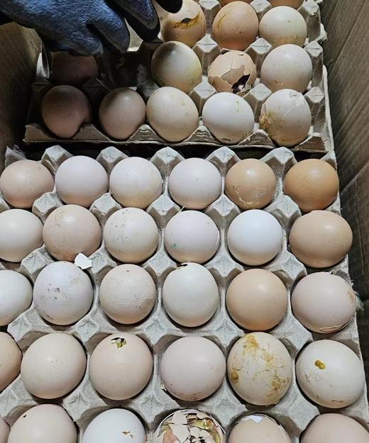 毛蛋一板 商品图0