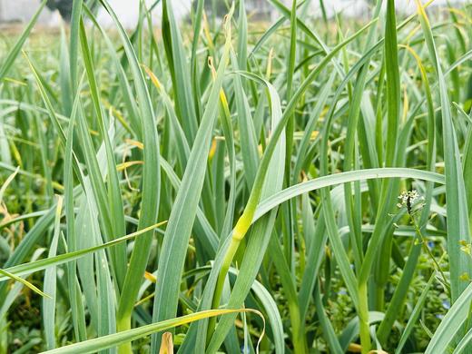 自产/有机方式种植 蒜苔 商品图4