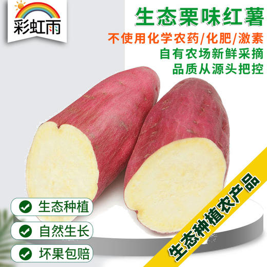 彩虹雨 生态蔬菜 栗味红薯 地瓜500g 京津冀满百包邮 商品图0