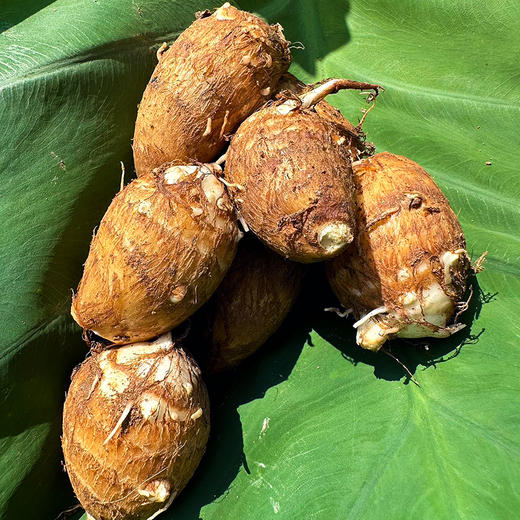 『沂蒙山牛奶小芋头』软糯粉香，细腻滑嫩，芋肉乳白 商品图1