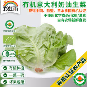 彩虹雨  有机蔬菜 意大利奶油生菜250g 欧盟认证 全国满额包邮