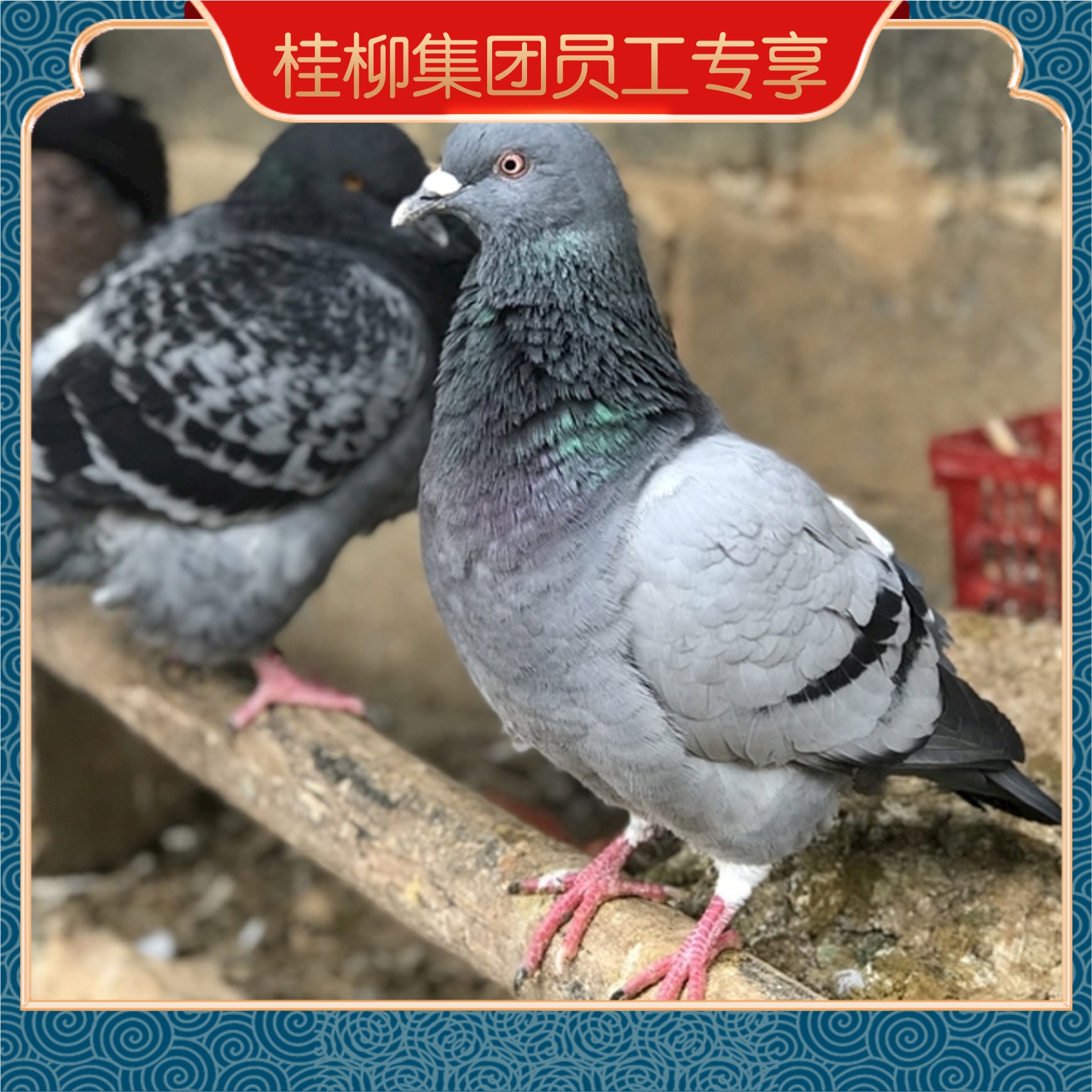 【员工专享】桂柳~乳鸽