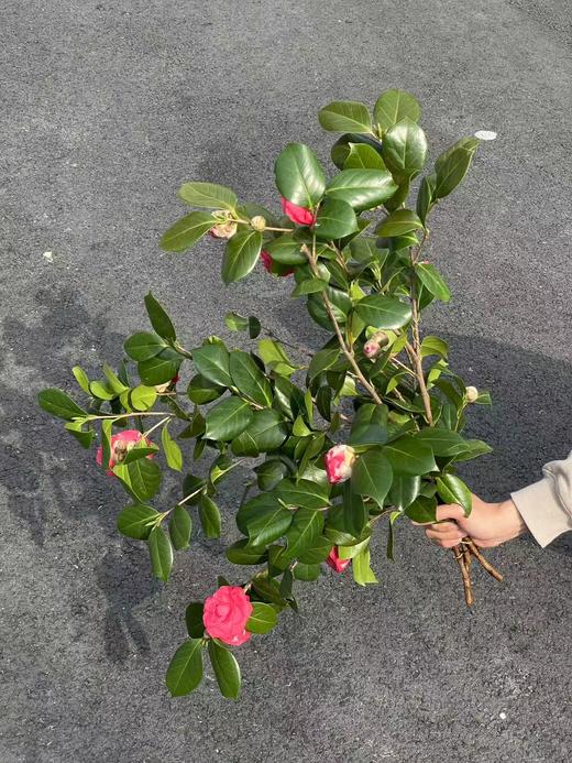 山茶花鲜切花一扎玫红色粉色 商品图5