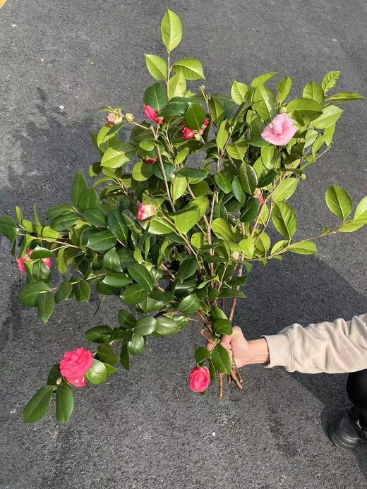 山茶花鲜切花一扎玫红色粉色 商品图8