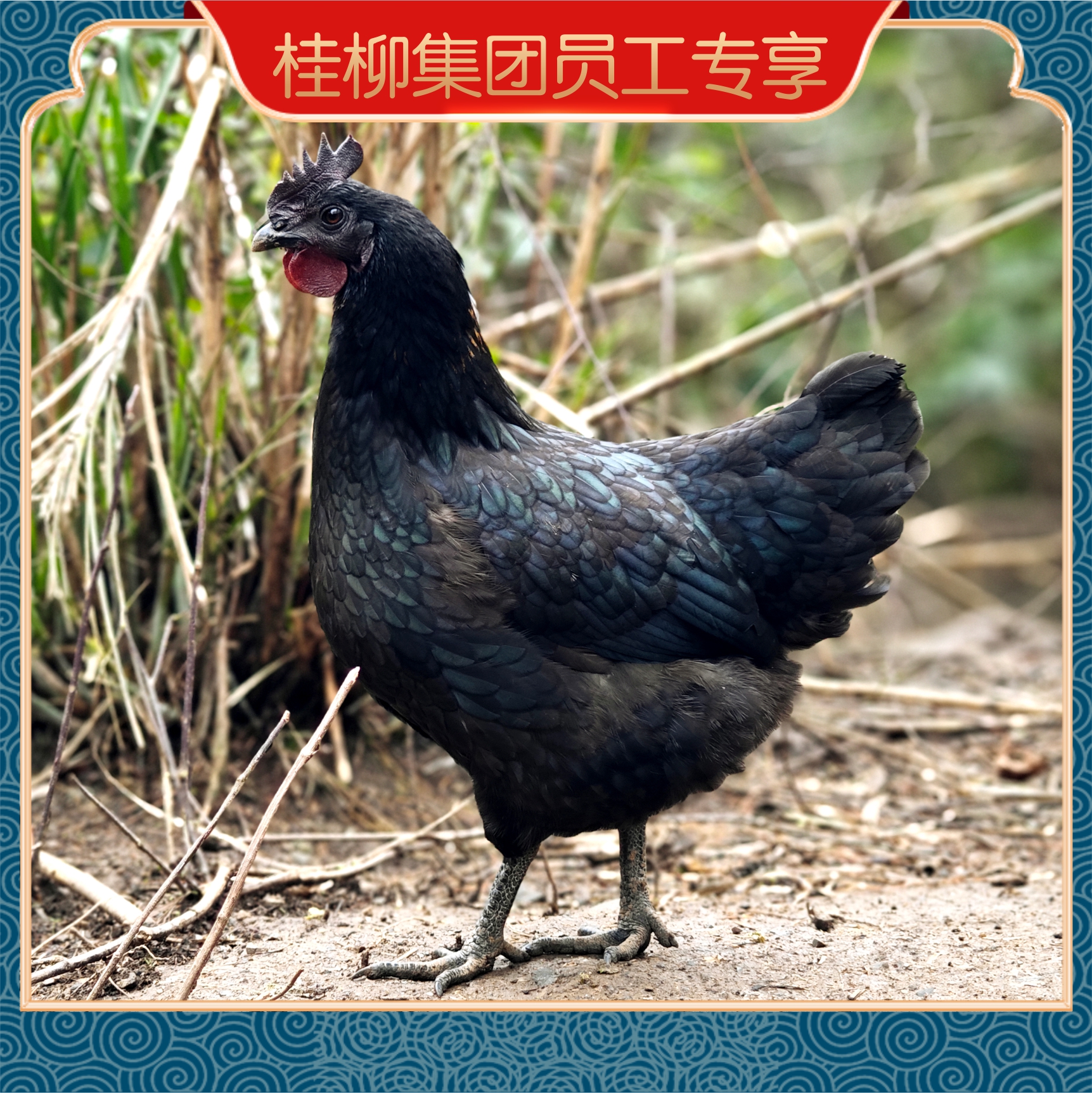 【员工专享】桂柳~乌鸡