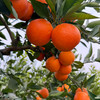 新鲜水果 重庆奉节玫瑰香橙果径65mm以上  3斤 商品缩略图4