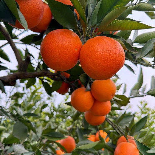 新鲜水果 重庆奉节玫瑰香橙果径65mm以上  3斤 商品图4